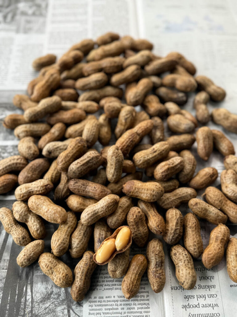 Cajun boiled peanuts on newspaper