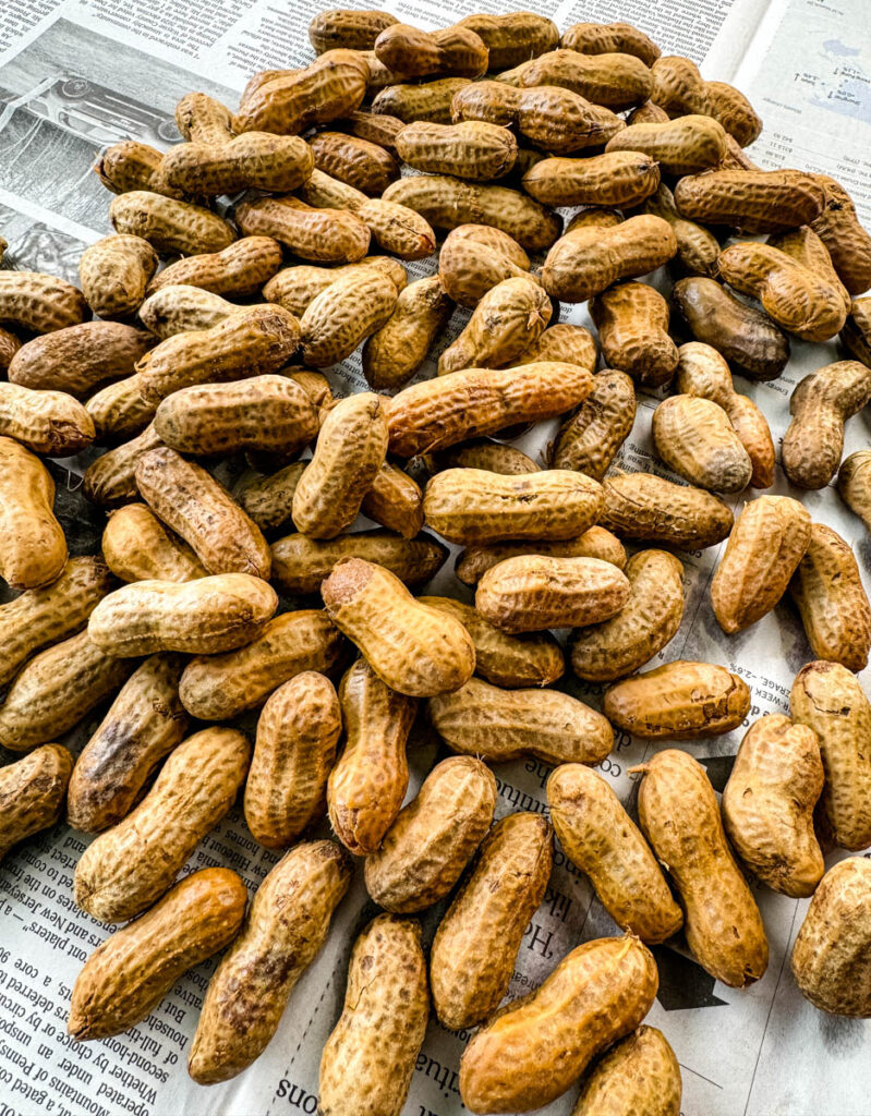 Cajun boiled peanuts on newspaper